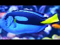 The Colors of the Ocean 4K ULTRA HD - The Best 4K Sea Animals for Relaxation & Calming Music