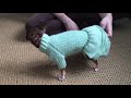 Chihuahua and Knitted Dress