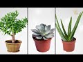 10 PLANTAS que CRECEN en AGUA FÁCILMENTE