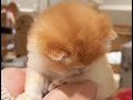 17 Minutes of Adorable Kittens 😍 |cutest kitten videos|BEST Compilation