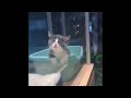 The Funniest Cat Videos In The World😹 Funny Cat Videos Compilation😂Funny Cat Videos Try Not To Laugh