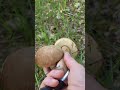 #mushroom Грибное лето. Земляника  и Грибы . #grzyby #steinpilze