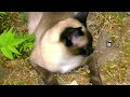 CATS FIND ALIEN DEVICE | Cat Voice Over (Part 1)