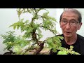 Creating a Dawn Redwood Bonsai - Part 1
