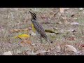 Eastern Meadowlark - Chirlobirlo  - Sturnella magna -  Humedal Jaboque