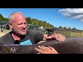 20 year old TENNESSEE WALKER~ RESCUE HORSE~ gets a Chiro Adjustment!
