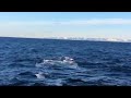 Andenes, whale diving