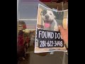 Finding a lost dogs owner