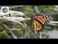 The life of Monarch Butterfly