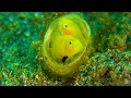 Aquarium 4K VIDEO ULTRA HD 🐠 Sea Animals With Relaxing Music -  Unique and Colorful Ocean Video