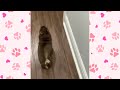Sassy Chihuahua Won't Stop Zooming and Keep Causing Trouble | Cuddle Dog