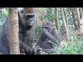 Mother gorilla Genki is 36 years old. Happy birthday!　Here is a permanent video of Genki!