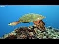 [NEW] 4HR Stunning 4K Underwater Footage - Rare & Colorful Sea Life Video-Relaxing Sleep Music