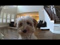 Mini Goldendoodle Puppy Gives Her Pet Dad Kisses on a Ring Cam｜RingTV