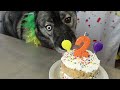 Happy Birthday Eleanor The Husky 🎂 2 Years Old!