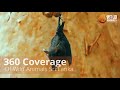 Wild Animals Sri Lanka Trailer | 360 Wildlife Coverage of Sri Lanka