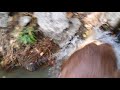 Fishing dog nearly drowns catching fish