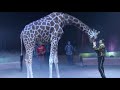 Circus. The show of different animals. Bisons, kangaroos, ostriches & giraffe