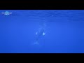 [4K] Swim with Humpback Whales Okinawa #13 EOS 1DX Mark II Nauticam 沖縄 本島 ホエールスイム シュノーケリング