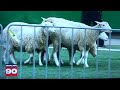 Sheep Delay: Football Game (2023)