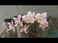 Watering Phalaenopsis Orchids Ultimate Guide All Conditions Organic & Inorganic Media #ninjaorchids
