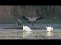 Co robią żurawie o świcie na stawie... / Common cranes' mating