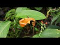 Foam Berries, Baby Powder, and Poison - Neat Plants of a Costa Rican Jungle