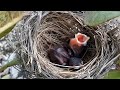 limp baby bird is very hungry waiting for its mother in the dry season.bird eps 225