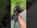 Loose leash training progress - July 2024