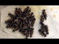 Milkweed Tussuck Eating and Molting Timelapse