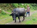 Rural Life in The Nepali Mountains in Nepal | How people Live in Nepal with Rainy Time