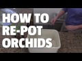 How to Care for Orchids