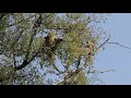 Leopard Shakes Monkey from Tree (part 2)