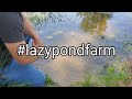 How to add a Food Source to your Pond - Our Experience with @i.f.andersonfarms2516 Fathead Minnows