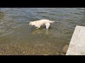 Labrador fishing