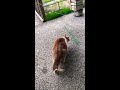 Tiger playing outside!