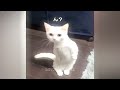 🤣 Funny Dog And Cat Videos 🐱 Best Funny Cats Videos 2024 😂😍