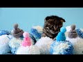 Baby Animals - Curiosity About The Wide World Of Baby Animals With Gentle Relaxing Music