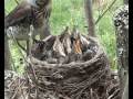 Fieldfare (Turdus pilaris) nest - part 1