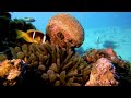 [NEW] 11HR Stunning 4K Underwater footage-Rare & Colorful Sea Life Video - Relaxing Sleep Music #102