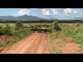 Big herd of buffalos crossing the road in Kidepo NP