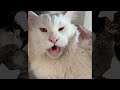 Funny Cat Videos | Cute Cat Videos 😸🤣 car got dirty 🥺❤️ #61