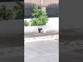 A poor hungry Kitten, and a Cat fight brewing (near my house) #cat #gatos #kitten #catlover
