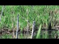 Wood Ducks mother and 10 ducklings swimming fast