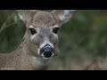 Cute Baby Animals - Soothing music for nerves ~ Heals the Mind, body and Soul (Colorfully Dynamic)