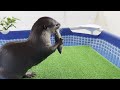 Lovely otters eating seafood [Otter Life Day 748]