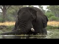 Elephant Song | Trunks Raised High: Spirits Touch the Sky