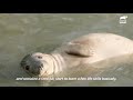 Watch This Tiny Baby Rescue Seal Grow Up and Swim Back to the Wild! | The Dodo Heroes Season 2