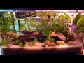 My First Fish Tank: Paradise\Neon Gourami- HELP!!!!!!