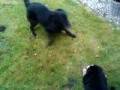 Puppy playing with older dog